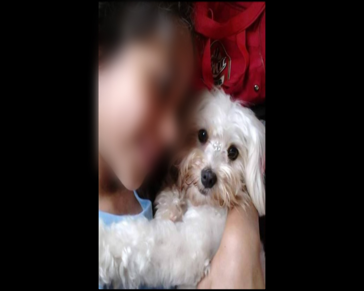 Cachorrinha Pipoca Est Desaparecida Na Regi O Do Bairro Periolo