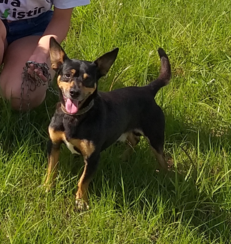 Cachorrinho desapareceu de residência no Bairro Parque Verde CGN O