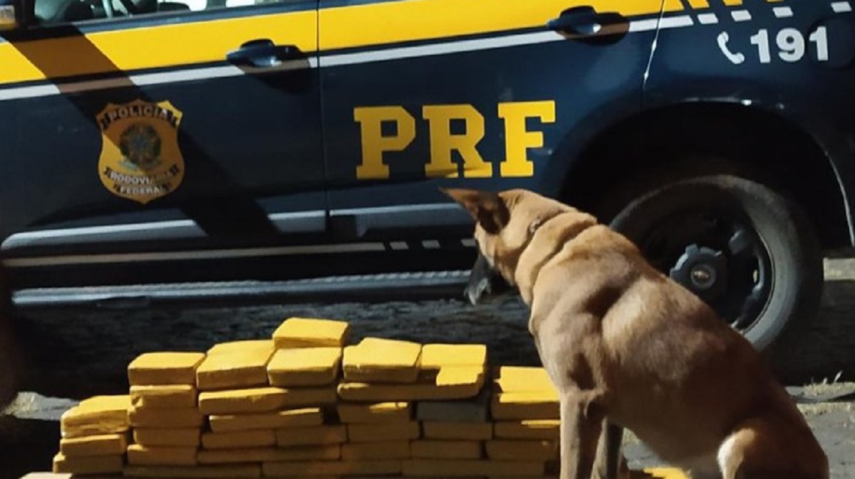 Prf Apreende Cerca De Quilos De Maconha E Prende Casal Em Ponta