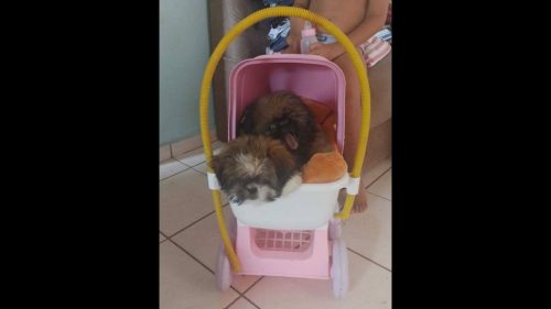 Cachorro Bob Desapareceu No Bairro Parque Verde CGN O Maior Portal