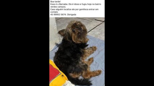 Cachorro Barnabé desapareceu no bairro Verde Campos CGN O maior