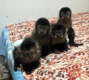 Quadrilha Que Traficou Macacos Prego E Outros Animais Silvestres