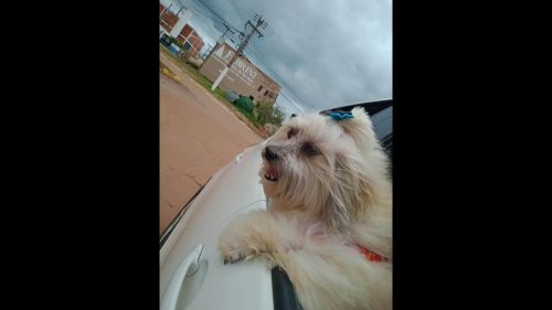 Cachorro Teddy Desapareceu No Bairro Coqueiral Cgn O Maior Portal