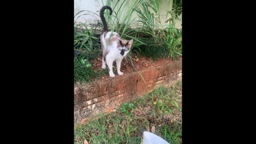 Gato é encontrado no bairro Neva CGN O maior portal de notícias de