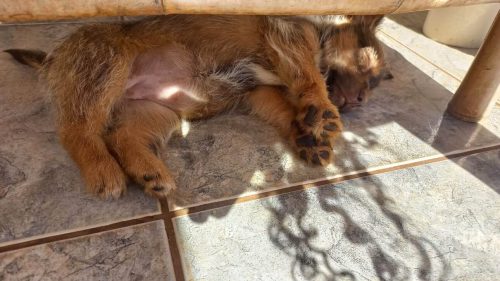 Cachorra Mel Desapareceu No Bairro Santa Cruz CGN O Maior Portal De