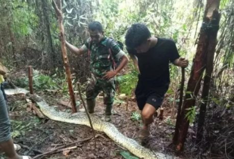 Mulher desaparecida é encontrada morta dentro de cobra píton CGN O