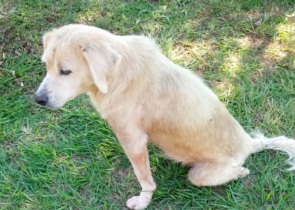 Cachorrinho Foi Encontrado No Bairro Santa Cruz Cgn O Maior Portal