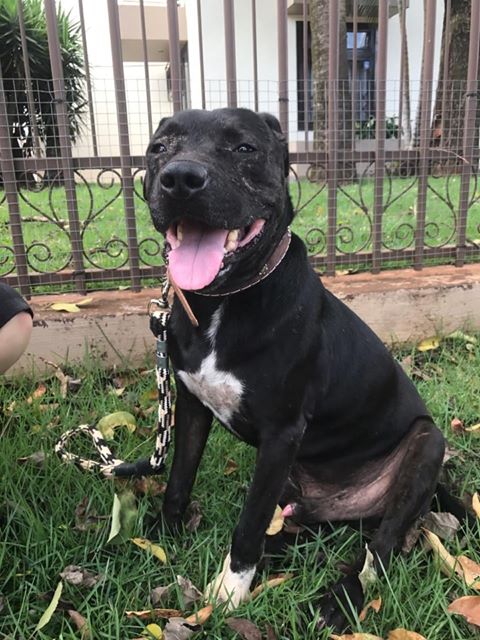 Pittbull Aparece Em Resid Ncia Na Neva Cgn O Maior Portal De