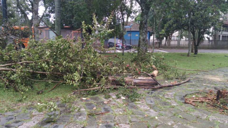 Chuva E Ventos Fortes Provocam Queda De Pelo Menos Tr S Rvores Em