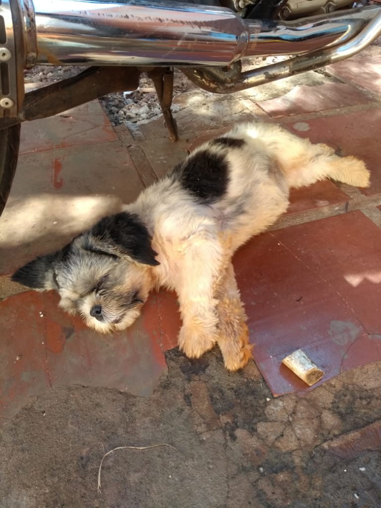 Cachorrinha sumiu no Bairro Floresta CGN O maior portal de notícias