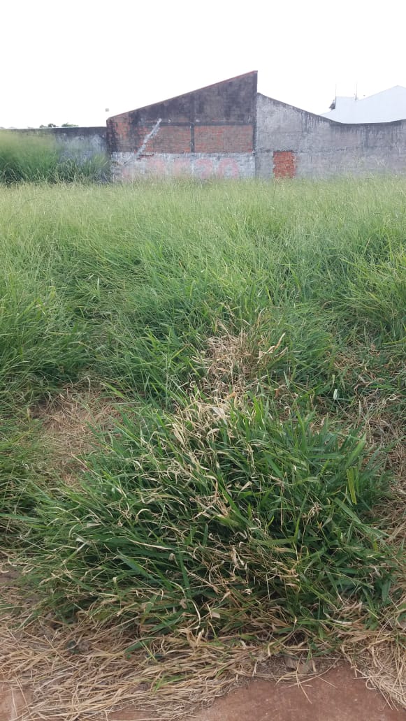 Moradora Do Parque Verde Reclama Do Mato Alto Em Terreno CGN O