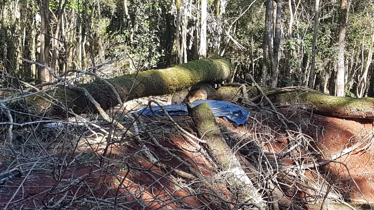 Identificado Homem Que Morreu Esmagado Por Rvore Em Rea Rural De