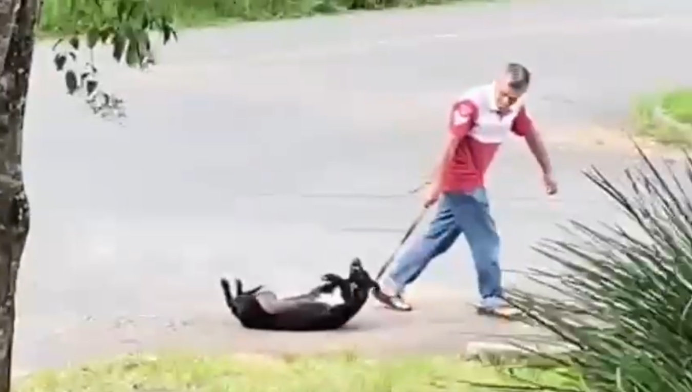 Cachorro Arrastado Pela Rua Pol Cia Civil Tenta Localizar E Autuar