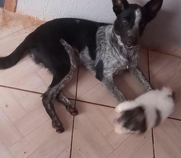 Cachorro Desapareceu De Resid Ncia No Universit Rio Cgn O Maior