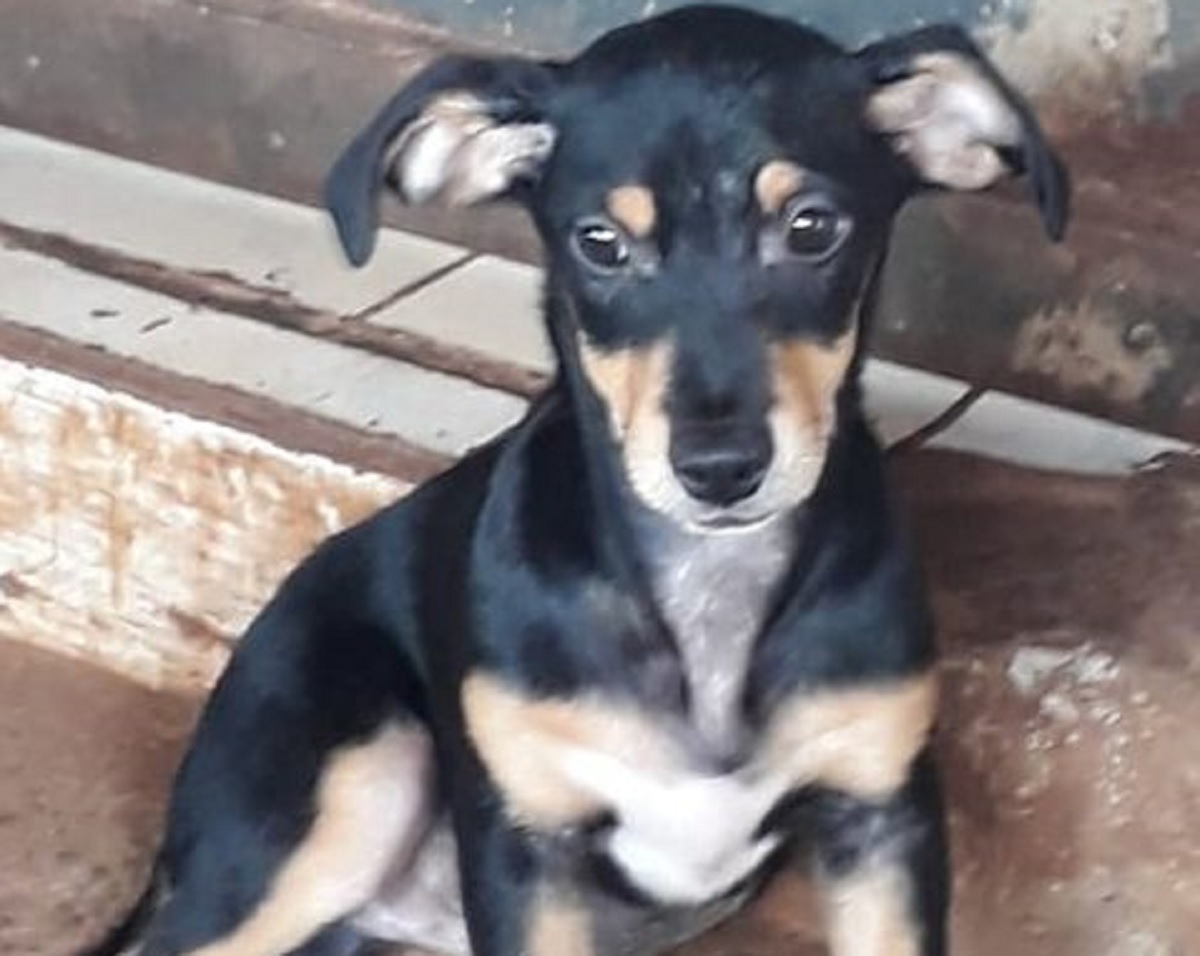 Cachorrinho está desaparecido no Bairro Brasmadeira CGN O maior