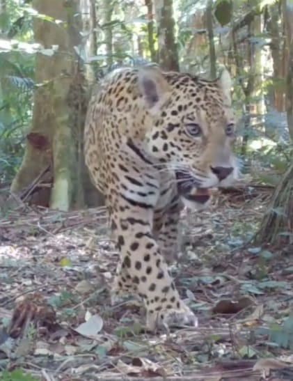 Novo Macho De On A Flagrado No Parque Nacional Do Igua U J Tem Nome