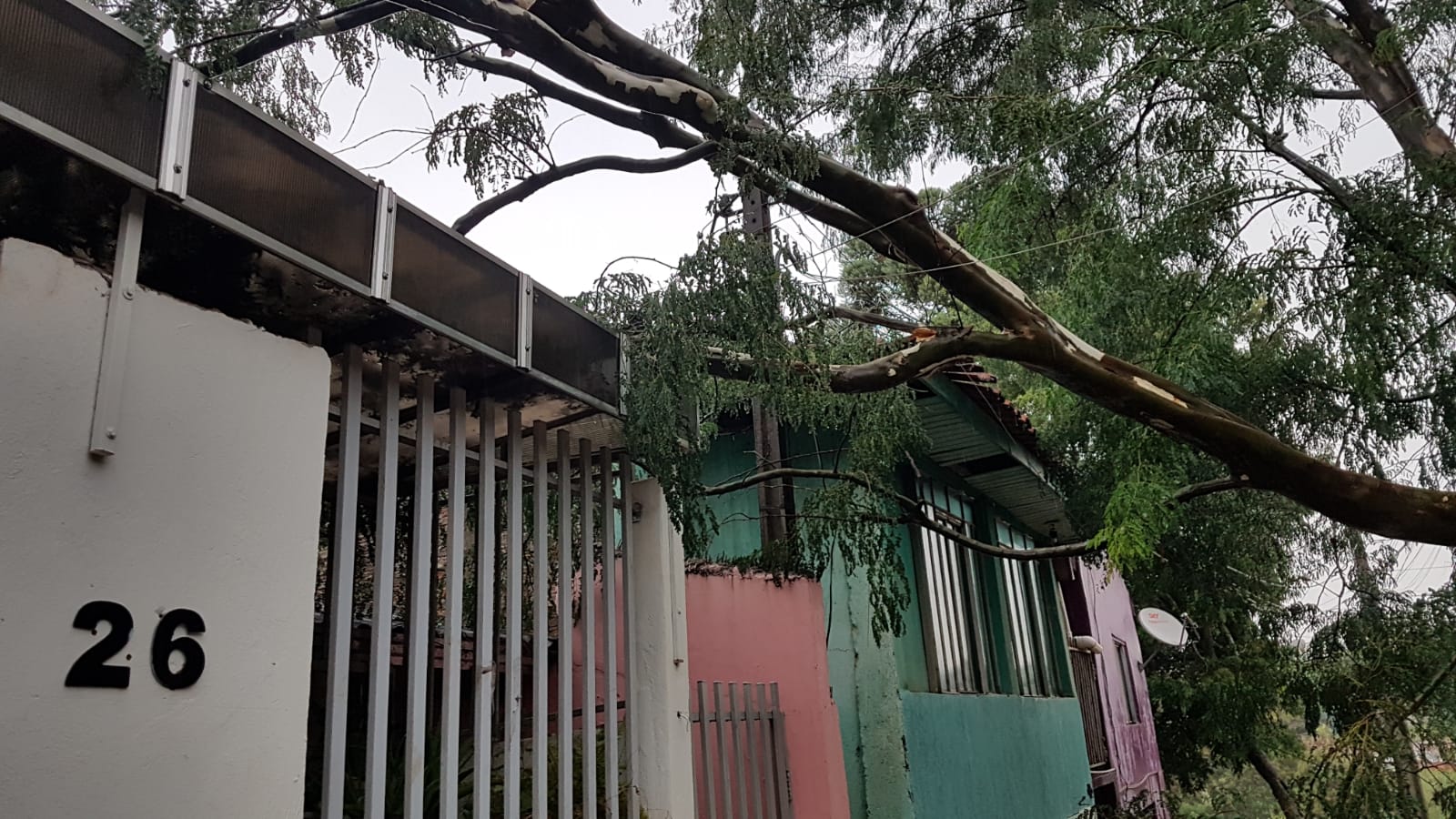 Árvore cai em cima de residência no Bairro Alto Alegre Veja o que diz