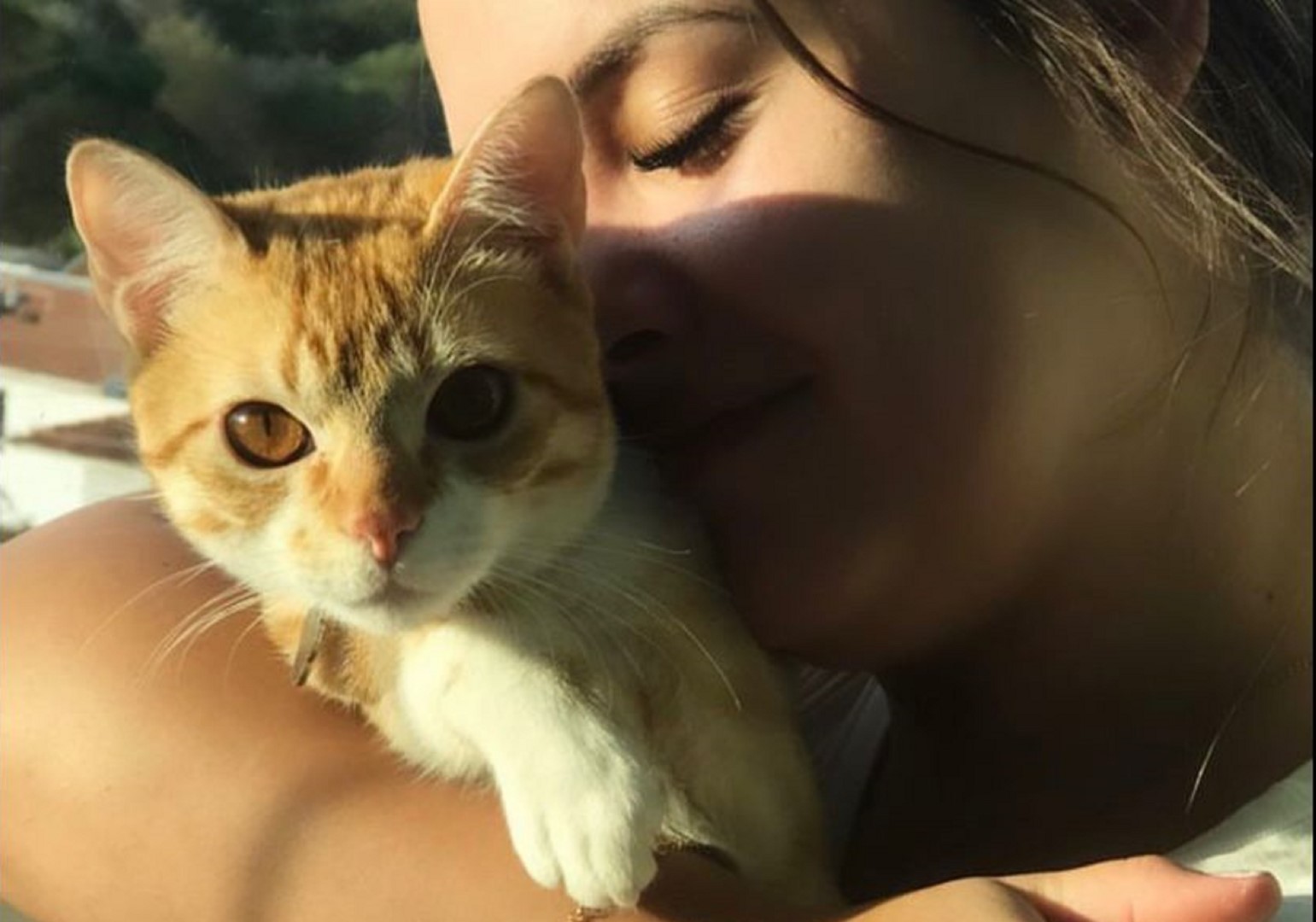 Gatinho de estimação desapareceu entre os Bairros Neva e Pioneiros