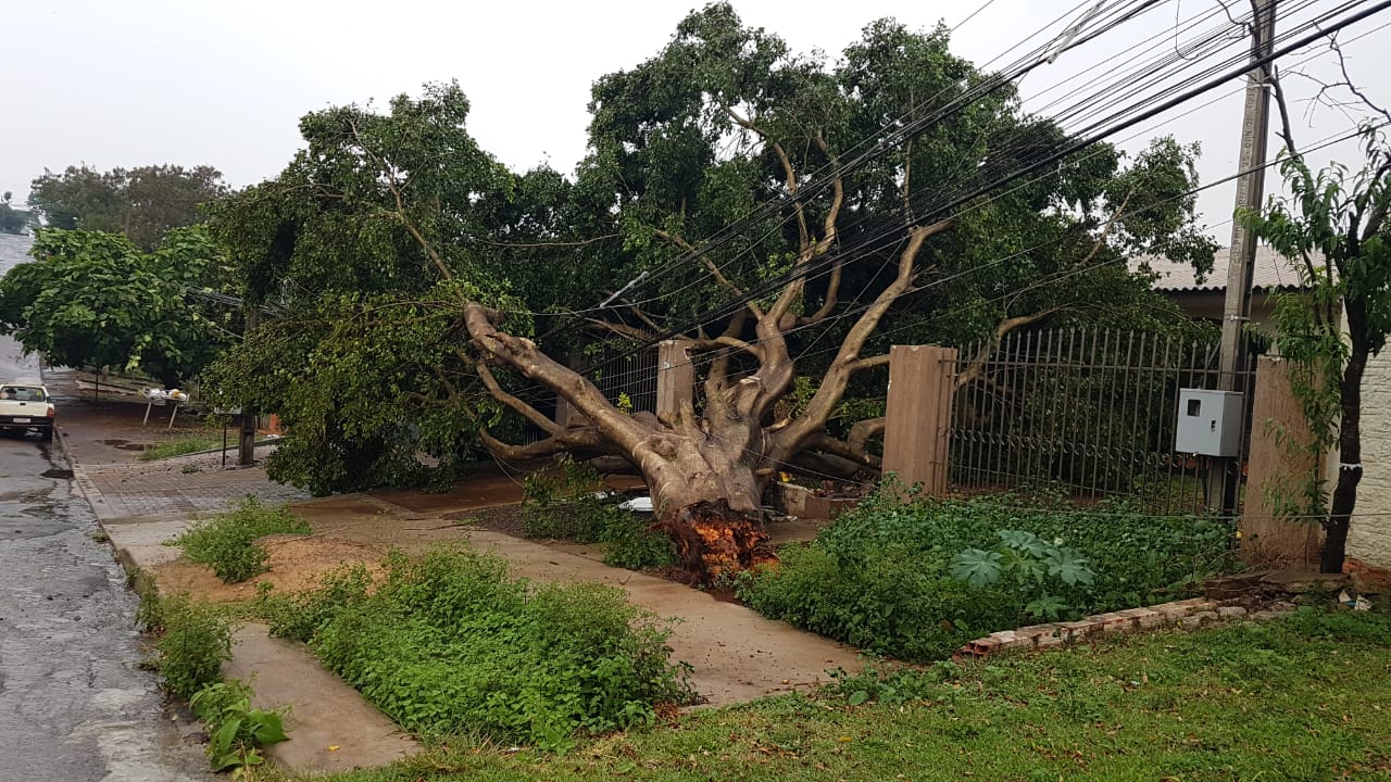 Árvore cai e deixa poste e portão de residência destruídos no Claudete