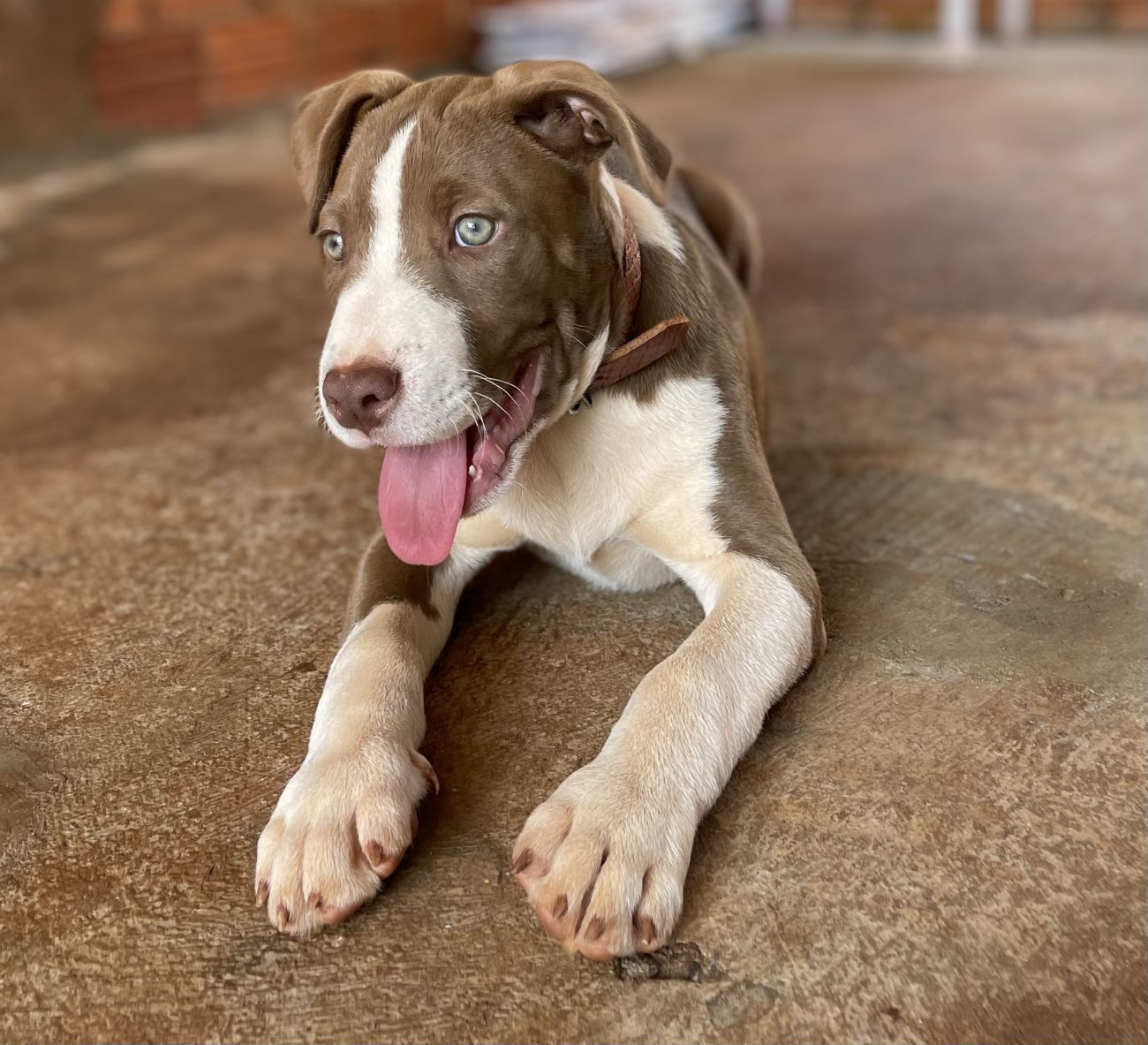 Cachorro Duke Pago Recompensa Pra Quem Achar Desapareceu No Bairro