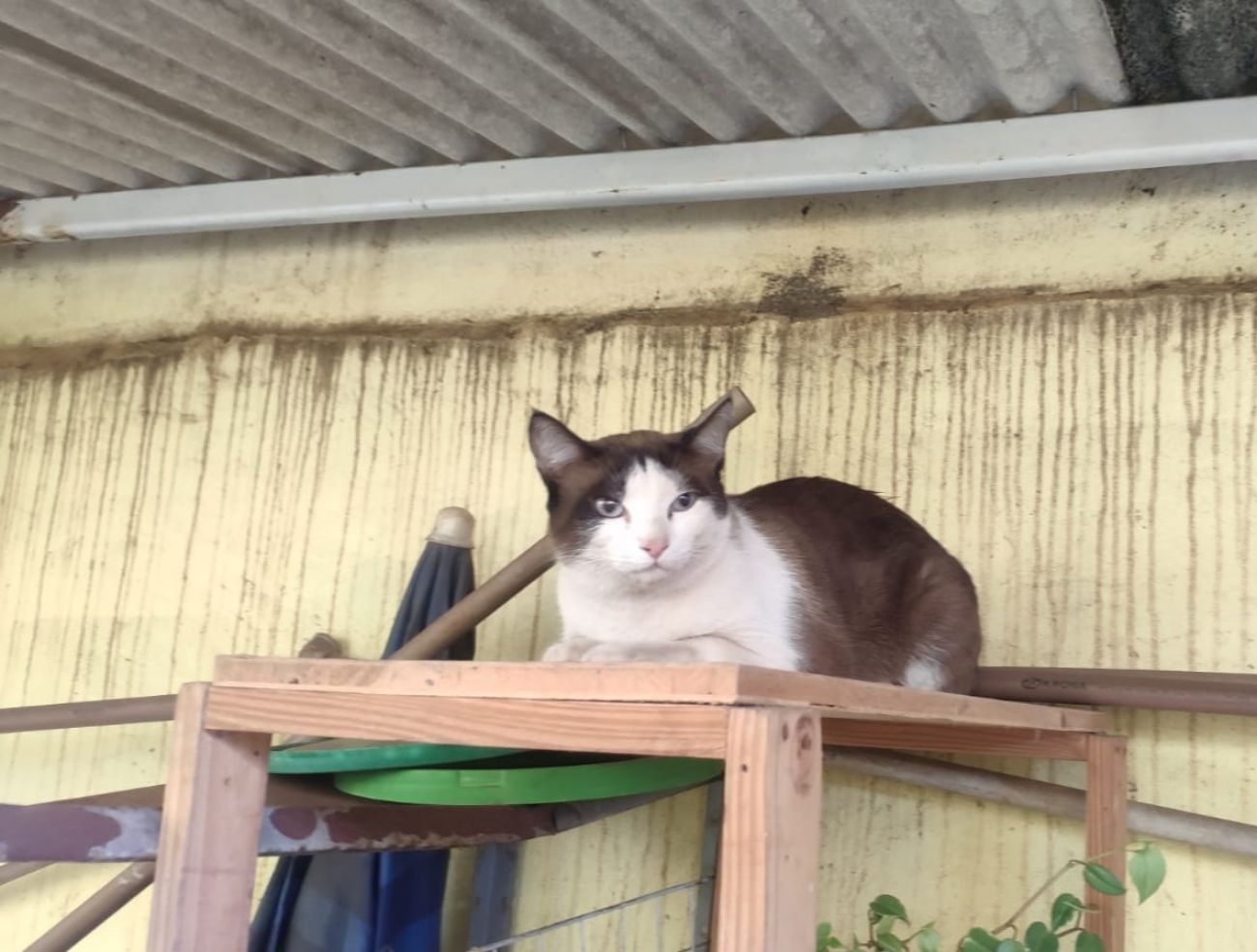 Gato Encontrado No Bairro Centro Cgn O Maior Portal De Not Cias