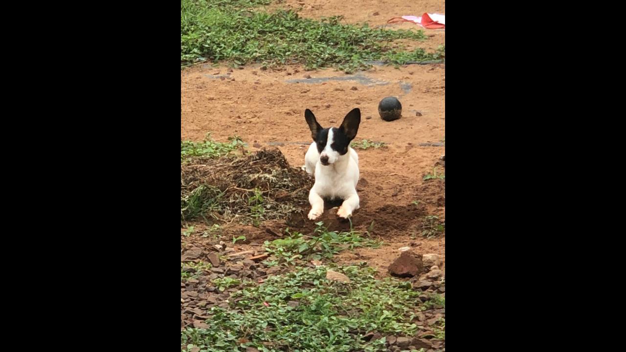 Cachorro Pingo Desapareceu No Bairro Claudete CGN O Maior Portal De