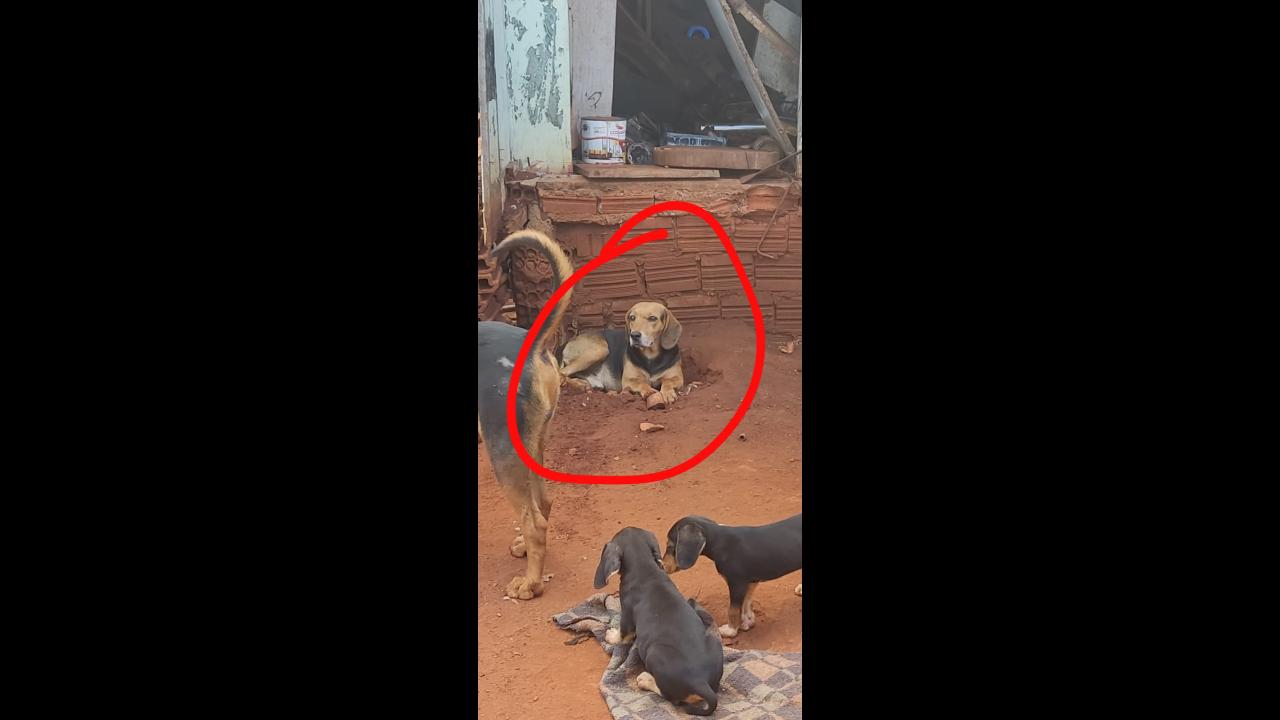 Cachorro Neguinho Desapareceu No Bairro Brasmadeira CGN