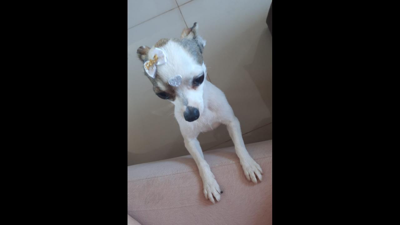 Cachorra Chica Desapareceu No Bairro Florais Do Paran Cgn O Maior