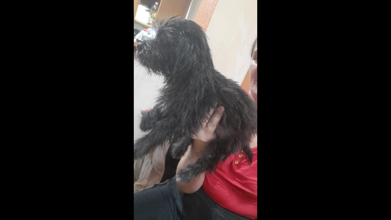 Cachorra Belinha Desapareceu No Bairro Santa Cruz CGN O Maior