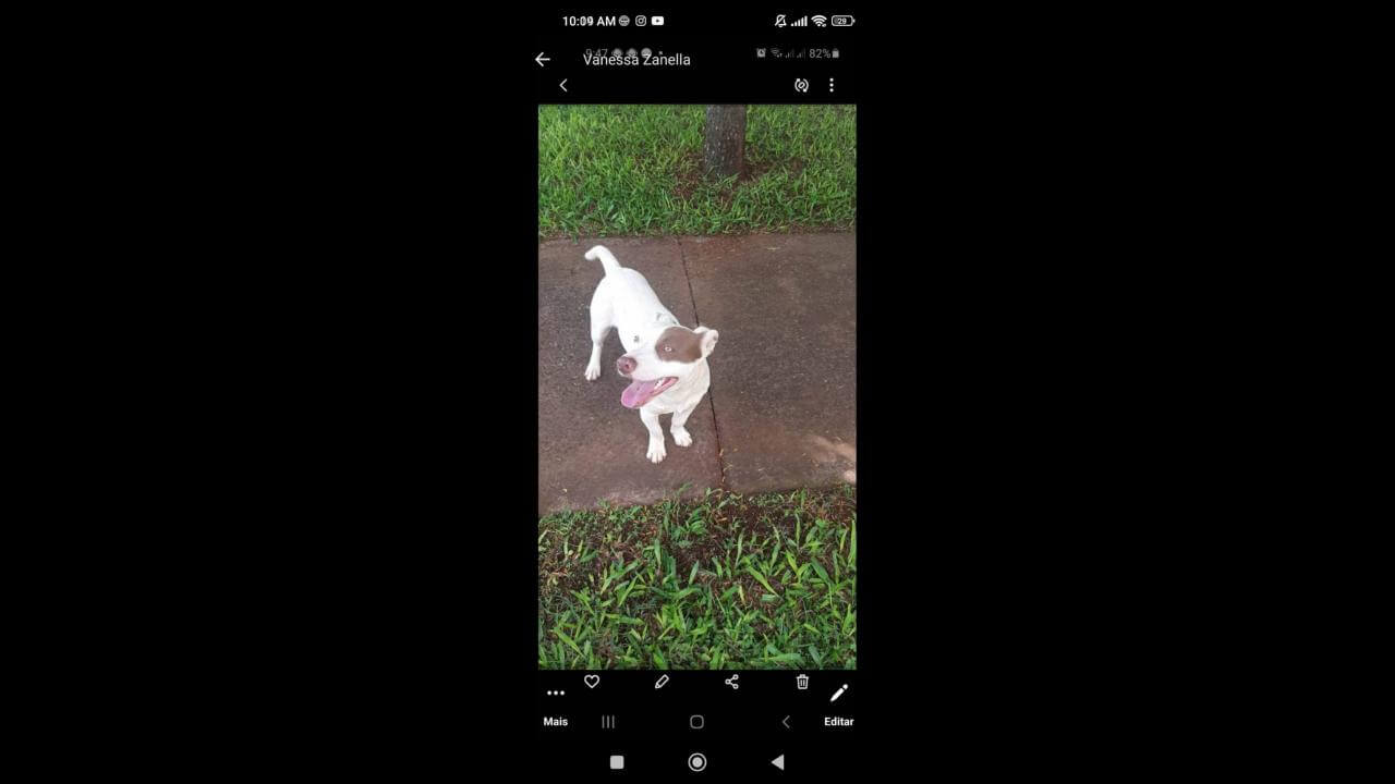 Cachorro Bebe Desapareceu No Bairro Santa Cruz Cgn O Maior Portal