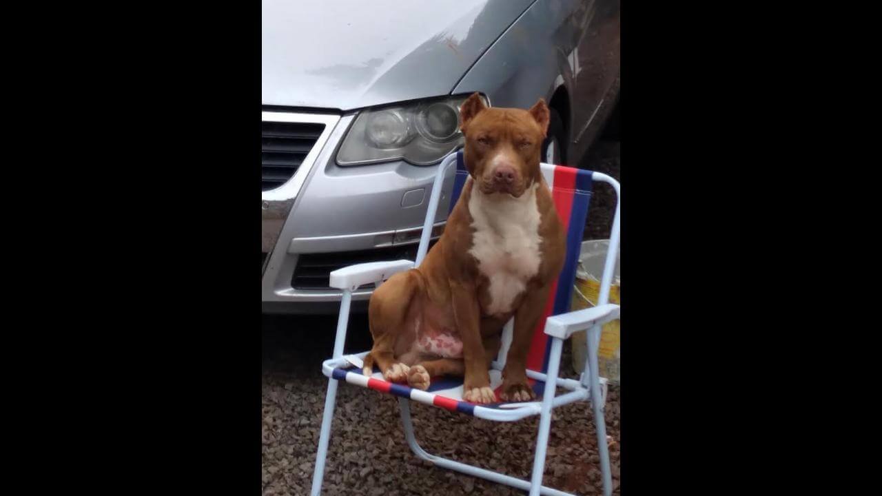 Cachorro Zeus Desapareceu No Bairro Brasmadeira Cgn O Maior Portal