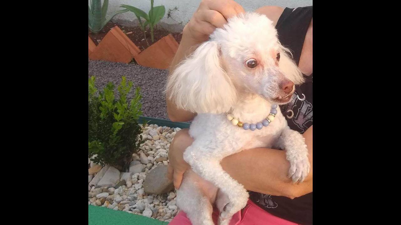 Cachorra Belinha Desapareceu No Bairro Pioneiros Catarinenses CGN