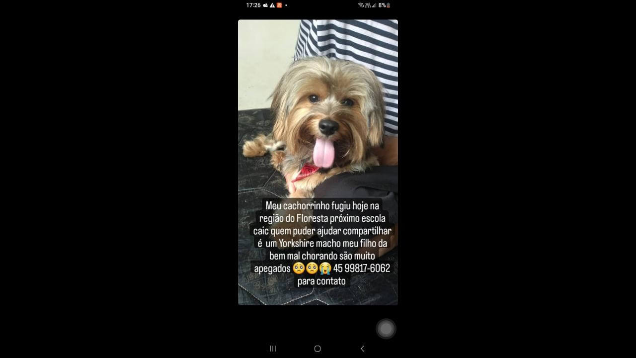 Cachorro Apolo Desapareceu No Bairro Floresta CGN O Maior Portal De