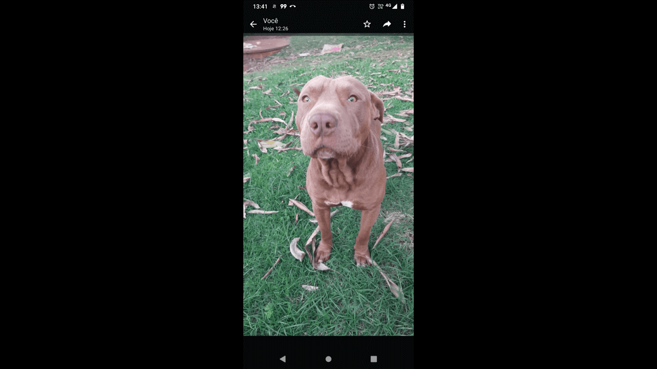 Cachorro Thor Desapareceu No Bairro Santa Felicidade Cgn O Maior