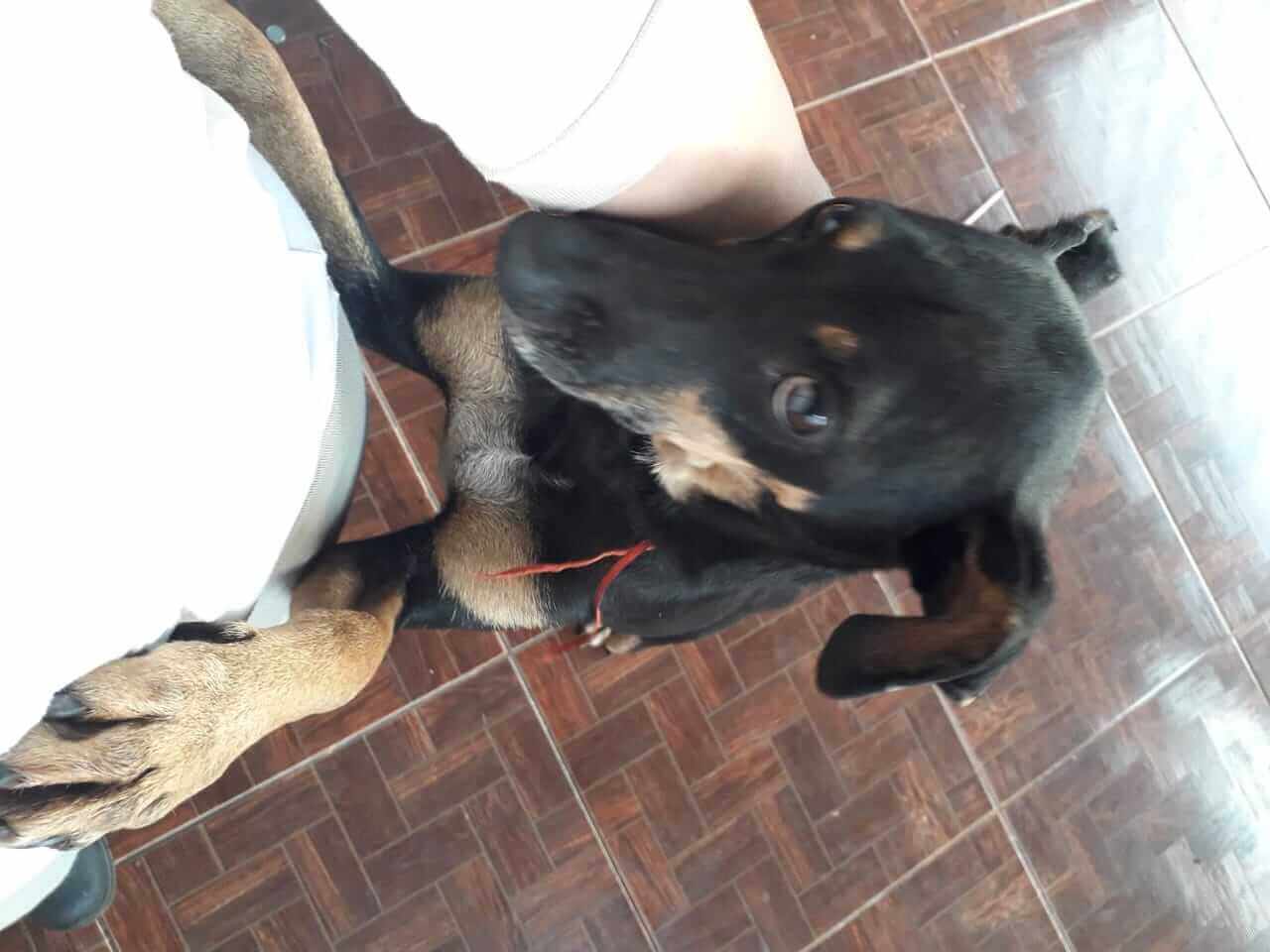 Cachorra Laica Desapareceu No Bairro Universit Rio Cgn O Maior