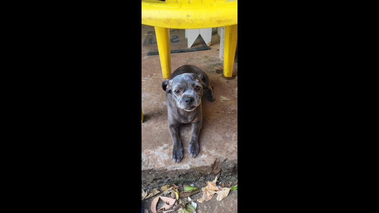 Cachorra Lili Desapareceu No Bairro Santa Cruz CGN O Maior Portal