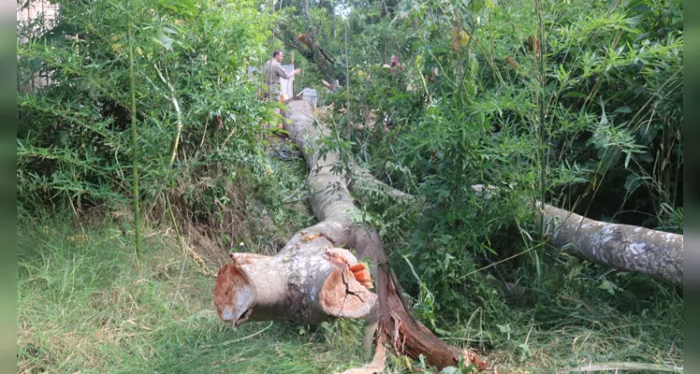 TRAGÉDIA Homem é esmagado por árvore gigante em Uvaranas CGN O