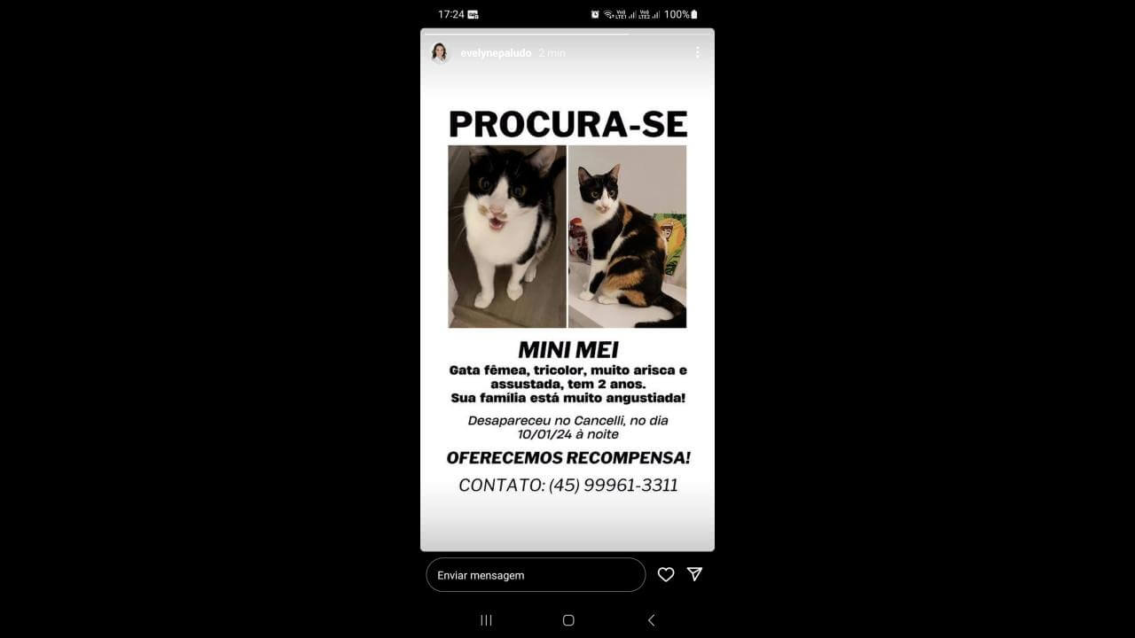 Gata Mini Mei Desapareceu No Bairro Cancelli CGN O Maior Portal De