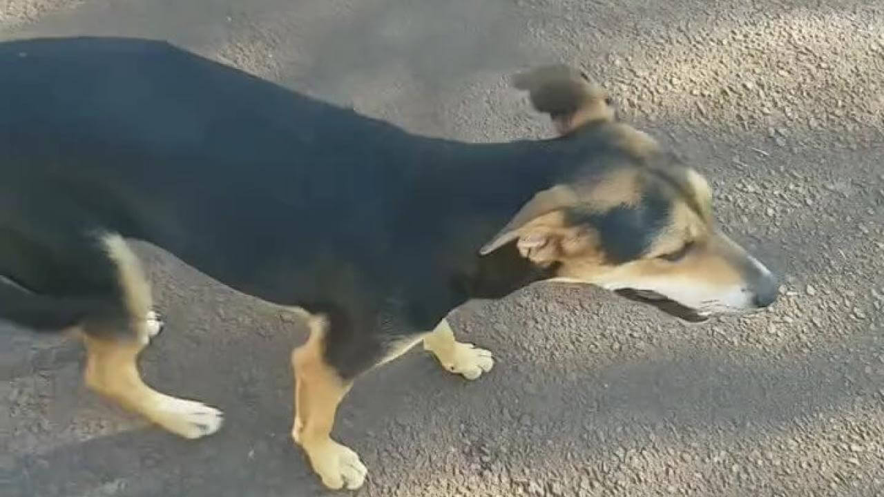 Cachorra Neguinha desapareceu no bairro Universitário CGN O maior