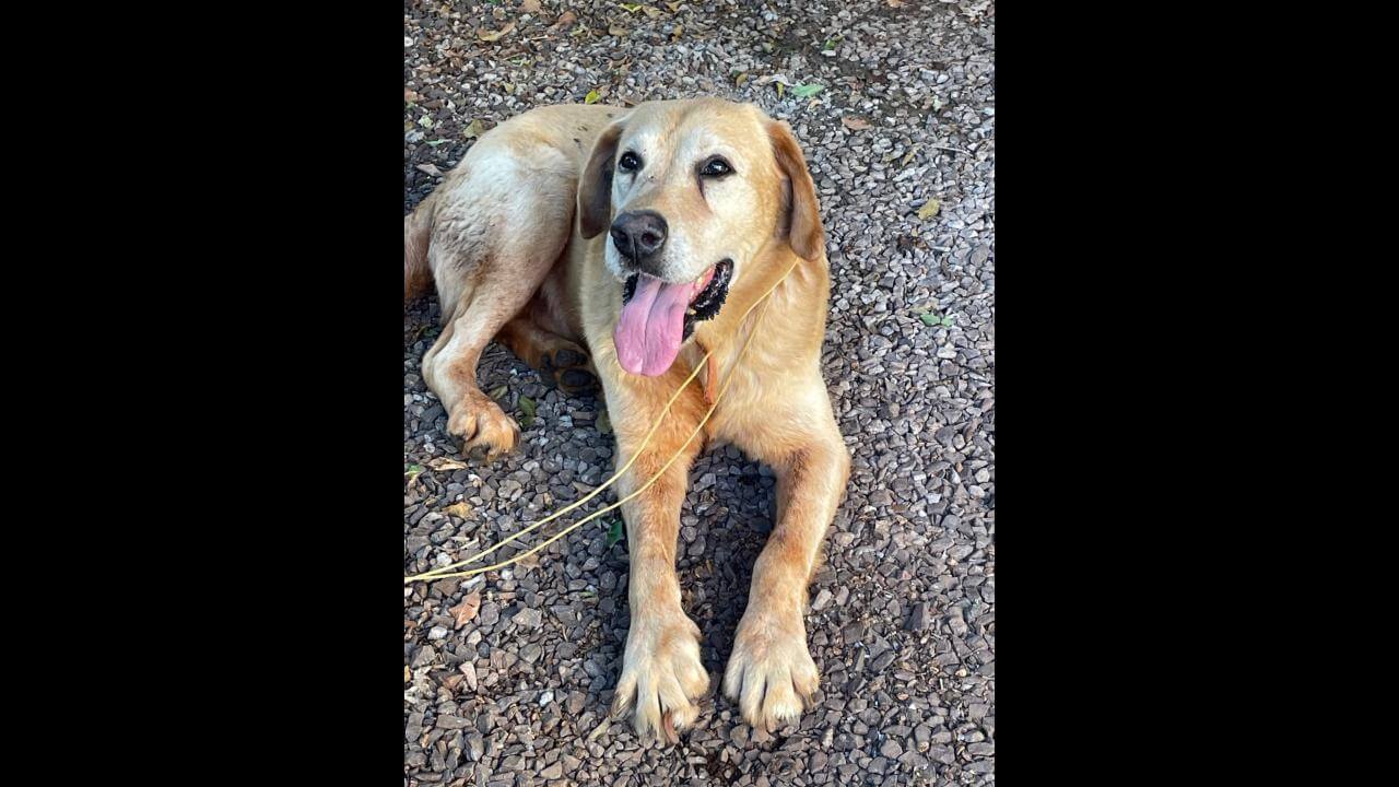 Cachorro Encontrado No Bairro Maria Luiza Cgn O Maior Portal De