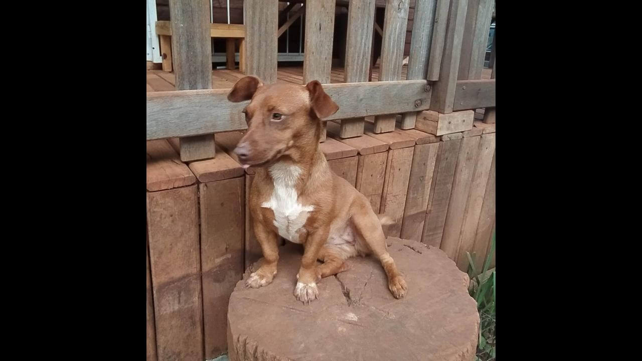 Cachorra Pedrita Desapareceu No Bairro Jardim Veredas CGN O Maior