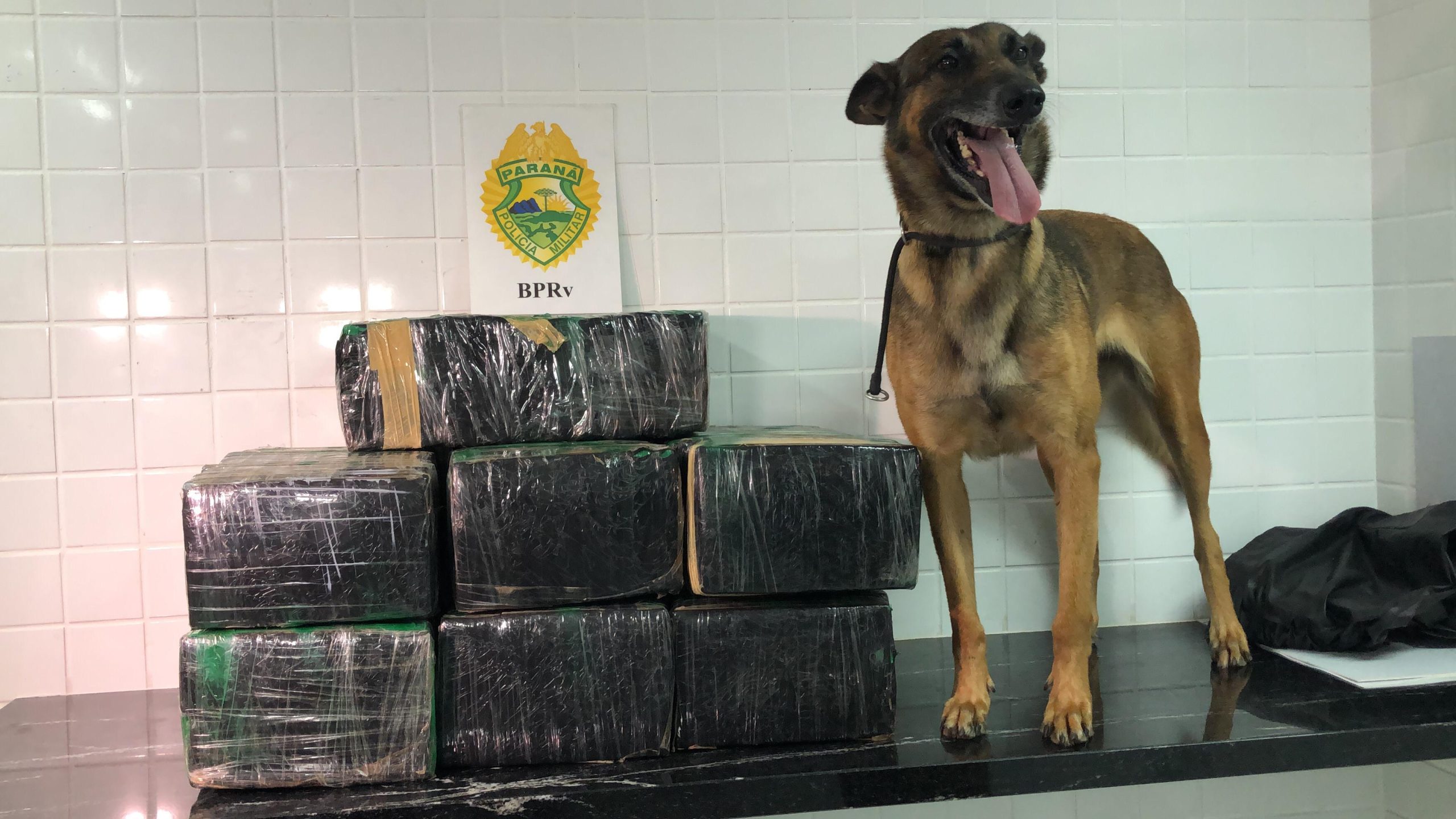 ajuda de cão farejador PRv apreende 103kg de maconha em Lindoeste