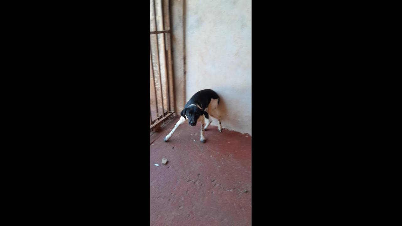 Cachorro Encontrado No Bairro Cascavel Velho Cgn O Maior Portal