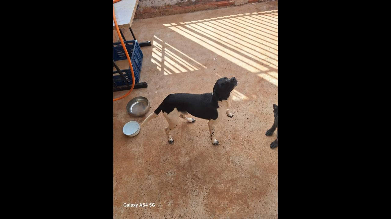 Cachorro Neguinho Desapareceu No Bairro Cascavel Velho Cgn O Maior