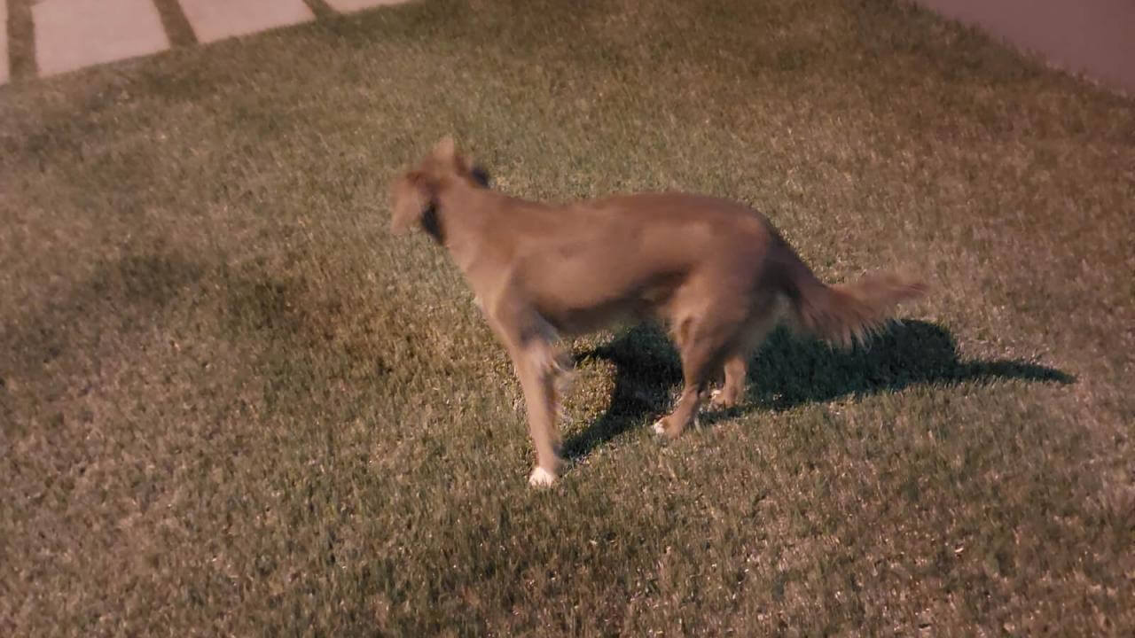 Cachorro Encontrado No Bairro Country Cgn O Maior Portal De