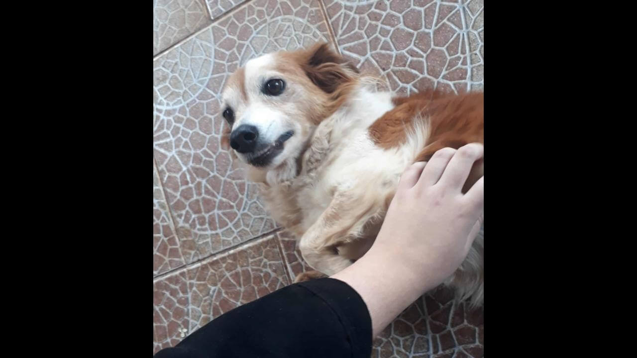 Cachorra Collie Desapareceu No Bairro Parque Verde CGN O Maior