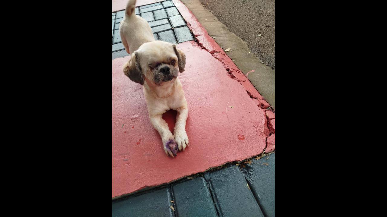 Cachorro é encontrado no bairro Brasília CGN O maior portal de