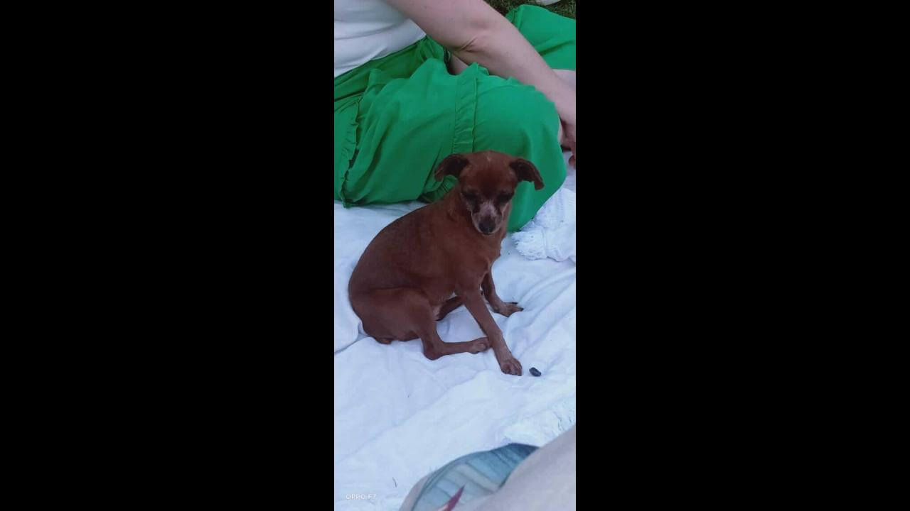 Cachorra Mili Desapareceu No Bairro Cancelli CGN O Maior Portal De