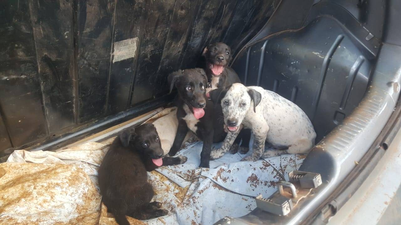 Imagem referente a Presos por horas em porta-malas, cachorrinhos são resgatados após PM arrombar vidro de carro