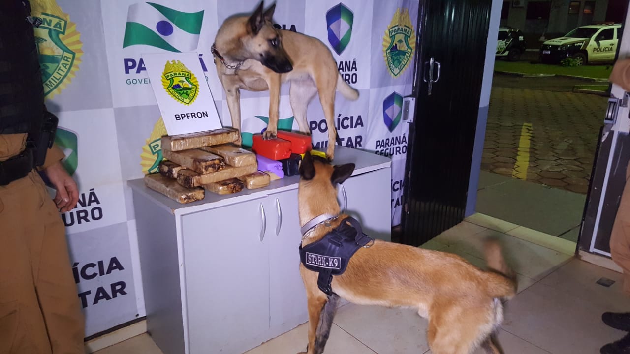 Imagem referente a Com auxílio de cães farejadores, BPFron encontra quase 14 kg de maconha em ônibus